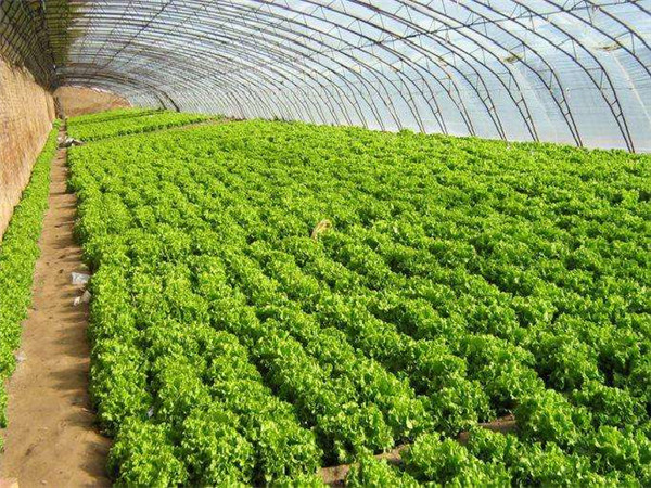 各種大棚蔬菜，瓜果等經(jīng)濟(jì)作物